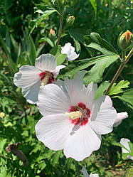 Насіння гібіскусу деревовидного 4 види мікс 250 шт.