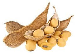 Насіння сої PS 0074-R2, Еліта