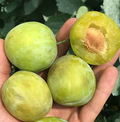 Слива "Ренклод Білий" (сорт відрізняється високим урожаєм)