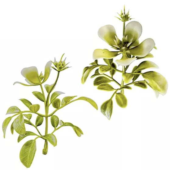 Домішка самшитий квітучий 9 см 100 шт., фото 1