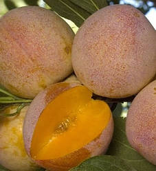 Новинка! Слива "Суперіор" (це різновид китайської сливи)