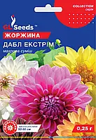 Георгіна Дабл Екстрим розкішна рослина заввишки 50-60 см рясно цвіте до заморозків, упаковка 0,25 г
