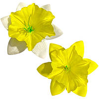 Нарцис Класичний, 10см