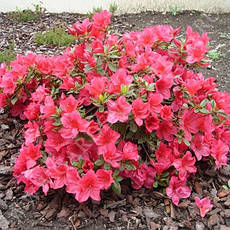 Азалія японська Arabeska 2 річна, Азалія японська / рододендрон Арабеска. Rhododendron / Azalea japonica Arabe, фото 2