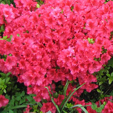 Азалія японська Arabeska 2 річна, Азалія японська / рододендрон Арабеска. Rhododendron / Azalea japonica Arabe, фото 3