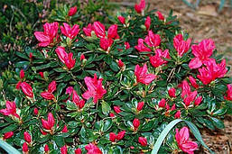 Азалія японська Arabeska 2 річна, Азалія японська / рододендрон Арабеска. Rhododendron / Azalea japonica Arabe, фото 4