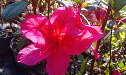 Азалія японська Arabeska 2 річна, Азалія японська / рододендрон Арабеска. Rhododendron / Azalea japonica Arabe, фото 5