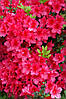 Азалія японська Arabeska 3 річна, Азалія японська / рододендрон Арабеска. Rhododendron / Azalea japonica Arabe, фото 6