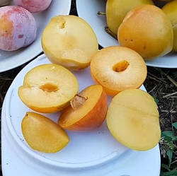 Слива "Улюблена Млієва" (з прекрасним смаком і значним вмістом цукру)