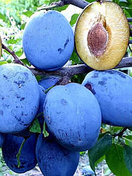 Слива "Чачакська Найкраща" (добре переносить посушливий клімат)