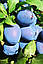 Слива "Чачакська Найкраща" (добре переносить посушливий клімат), фото 2
