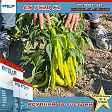Перець гіркий ES 7520 F1 ТМ Ergon Seeds (Нідерланди), 250 насінин, фото 3