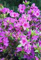 Азалія японська Blue Danube 3 річна, Азалия японская Блю Данубе, Rhododendron /Azalea japonica Blue Danube, фото 2