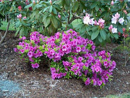 Азалія японська Blue Danube 3 річна, Азалия японская Блю Данубе, Rhododendron /Azalea japonica Blue Danube, фото 3