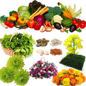 Насіння овочів, квітів, трав 