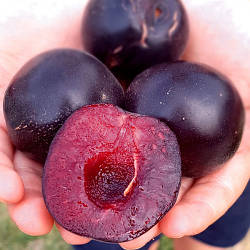 Новинка! Слива "Блек Даймонд" (доросле дерево до 3м)