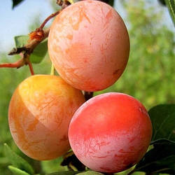 Слива "Ренклод Бове" (імунний сорт, виведений у Бельгії)