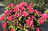 Азалія японська Canzonetta 2 річна, Азалія японська / рододендрон Канзонетта, Azalea japonica Canzonetta, фото 6