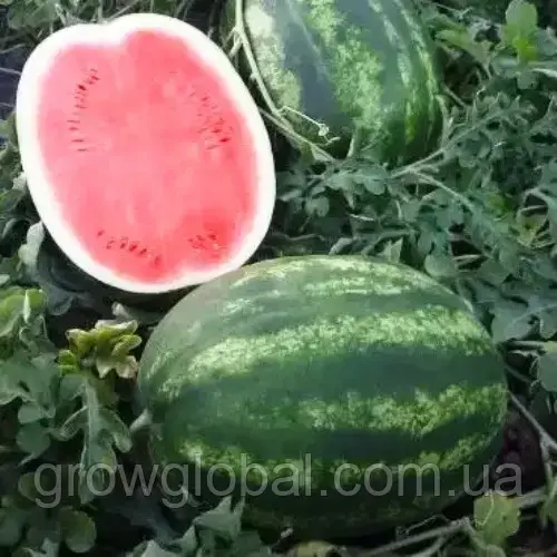 Насіння кавуна Тамерлан