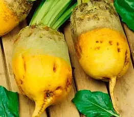 Насіння Буряк кормовий Голіат, Польща, 1 кг