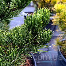Сосна чорна Орегон Грін / h 50-70 / Pinus nigra Oregon Green, фото 6
