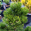 Сосна чорна Орегон Грін / h 50-70 / Pinus nigra Oregon Green, фото 7