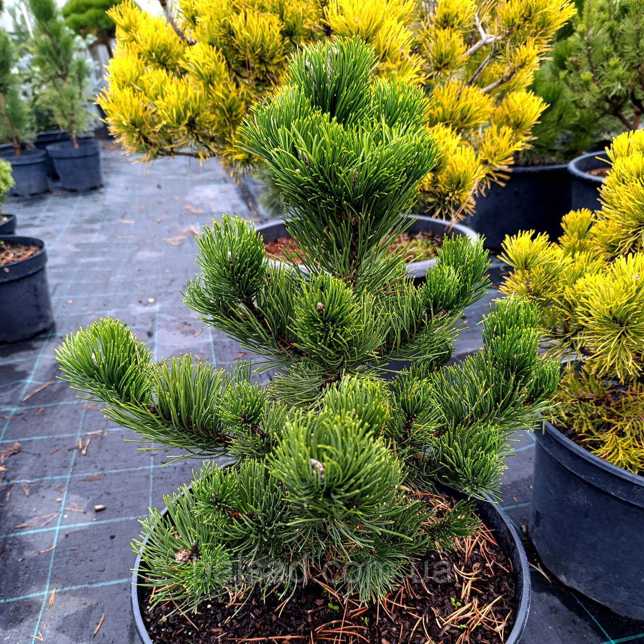 Сосна чорна Орегон Грін / h 50-70 / Pinus nigra Oregon Green
