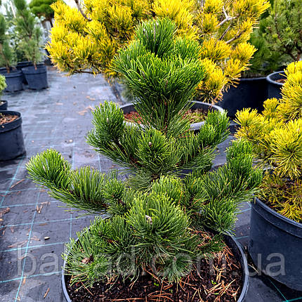 Сосна чорна Орегон Грін / h 50-70 / Pinus nigra Oregon Green, фото 1