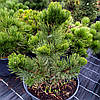 Сосна чорна Орегон Грін / h 50-70 / Pinus nigra Oregon Green, фото 8
