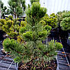 Сосна чорна Орегон Грін / h 50-70 / Pinus nigra Oregon Green, фото 9