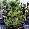 Сосна чорна Орегон Грін / h 50-70 / Pinus nigra Oregon Green, фото 10