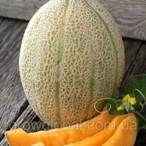 Насіння дині Джамбо