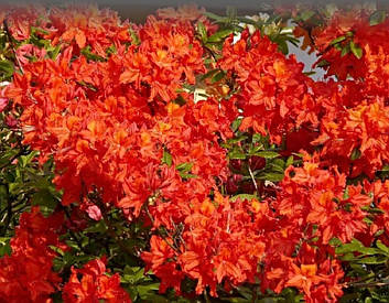 Азалія японська Geisha Orange 4 річна, Азалія японська / рододендрон Гейша Оранж, Azalea japonica Geisha O