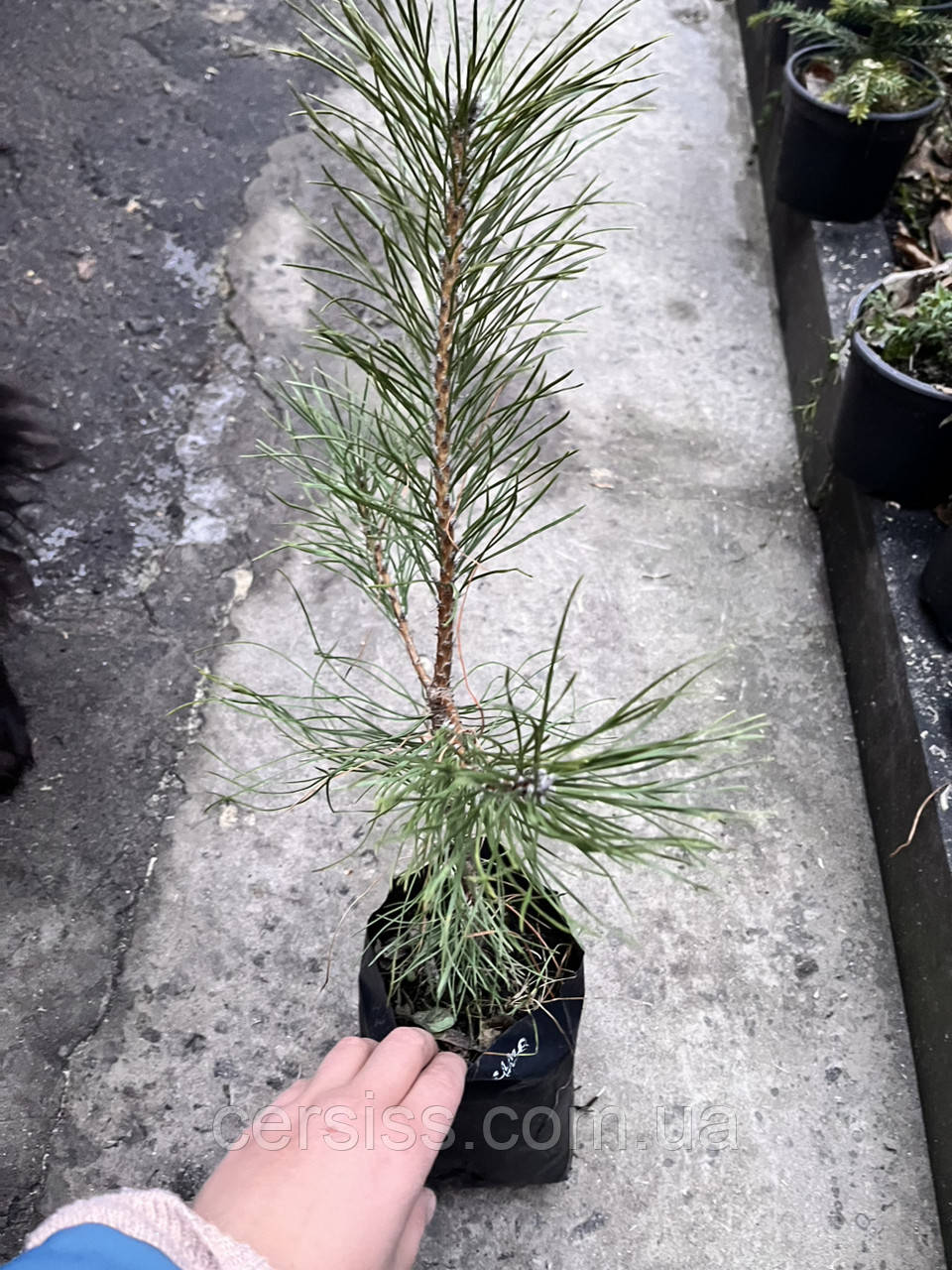 Сосна Кримська двохрічна Pinus nigra ssp. pallasiana