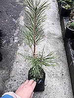 Сосна Кримська двохрічна Pinus  nigra ssp. pallasiana