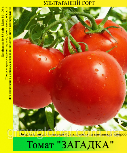 Насіння томата «Загадка» 100 г