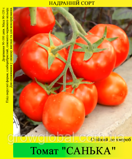 Семена томата «Санька» 100