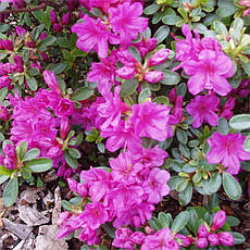 Азалія японська Geisha Purple 3 річна, Азалія японська /рододендрон Гейша Пурпл, Azalea japonica Geisha Purple, фото 2