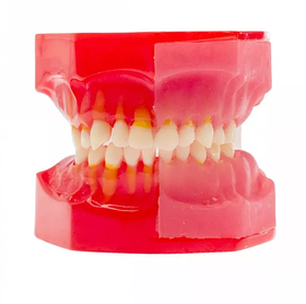 Модель демонстраційна дитяча