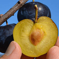 Слива "Блек Амбер" (пізнього терміну дозрівання, американської селекції)