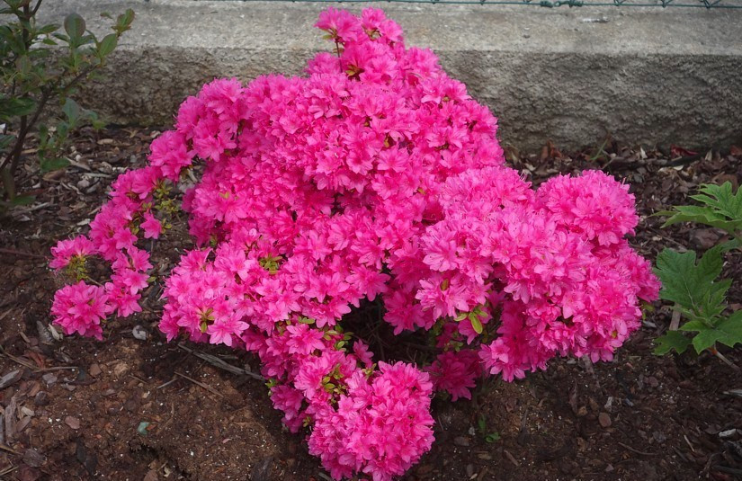 Азалія японська Kermesina 4 річна, Азалія японська / рододендрон Кермесина, Azalea japonica Kermesina