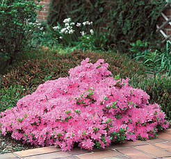 Азалія японська Kermesina Rosea 4 річна, Азалія японська Кермезина Розеа, Azalea japonica Kermesina Rosea, фото 2