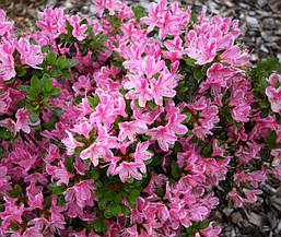 Азалія японська Kermesina Rosea 4 річна, Азалія японська Кермезина Розеа, Azalea japonica Kermesina Rosea, фото 4