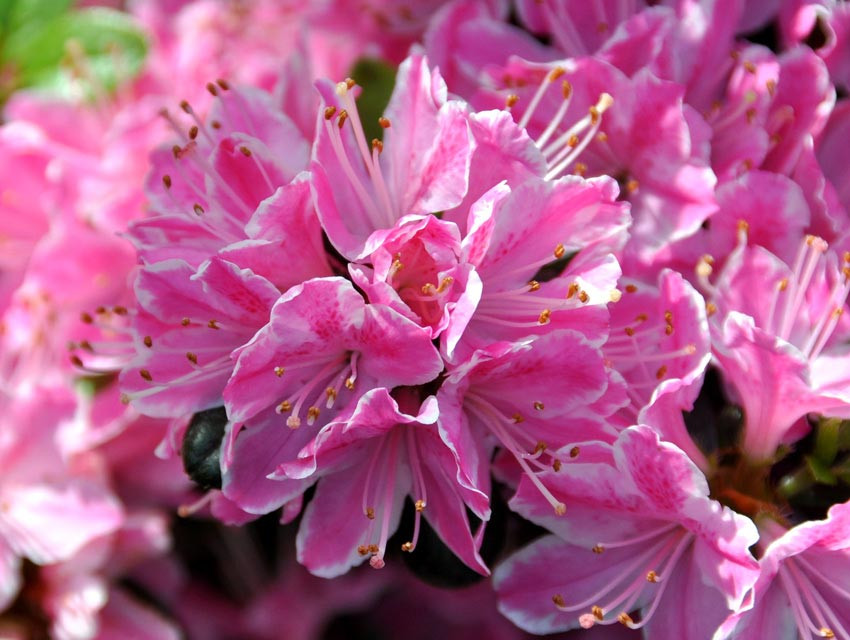 Азалія японська Kermesina Rosea 3 річна, Азалія японська Кермезина Розеа, Azalea japonica Kermesina Rosea