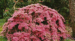 Азалія японська Kermesina Rosea 4 річна, Азалія японська Кермезина Розеа, Azalea japonica Kermesina Rosea, фото 5