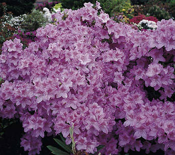Азалія японська Ledicanense 3 річна, Азалія японська Ledicanense, Rhododendron / Azalea japonica Ledicanense, фото 1