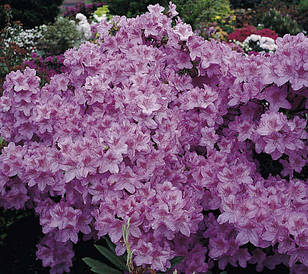 Азалія японська Ledicanense 3 річна, Азалія японська Ledicanense, Rhododendron / Azalea japonica Ledicanense