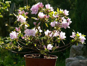 Азалія японська Ledicanense 3 річна, Азалія японська Ledicanense, Rhododendron / Azalea japonica Ledicanense, фото 4
