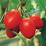 Томат Колібрі F1, 5 шт Спектр сад / Clause, фото 2