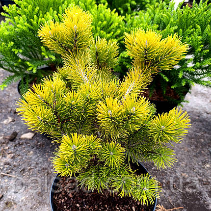 Сосна гірська Вінтер Голд / C5 / Pinus mugo Wintergold, фото 1